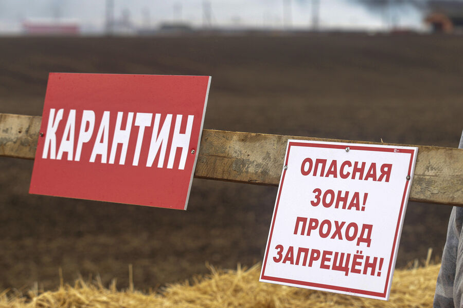В Новосибирской области сняли карантин по пастереллезу